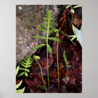 Poster Fern por StoneWall