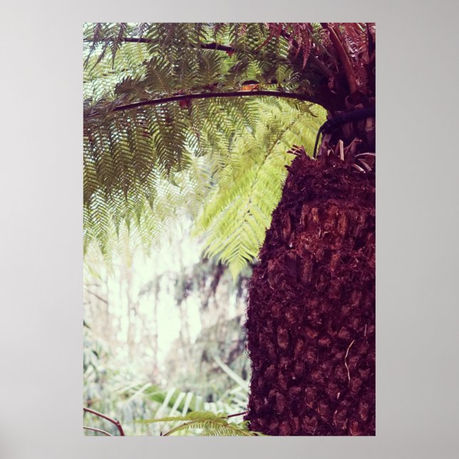 Poster Fern RainForest (Frente)