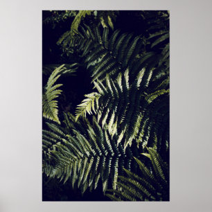 Poster Fern Verde Escuro Deixa Botânico