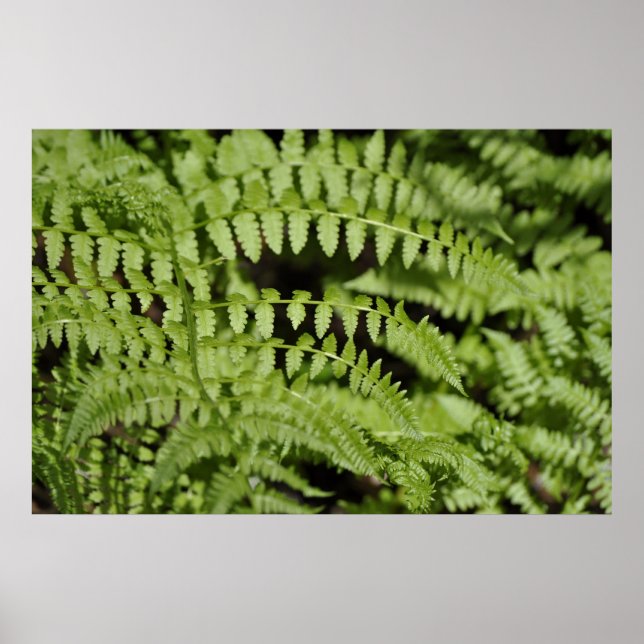 Poster Ferns (Frente)