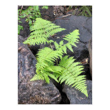 Ferns, aninhados entre pedra, Rocky Mountain NP.