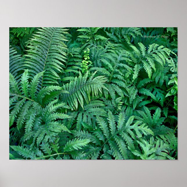 Póster Ferns: Canvas — plana (Frente)