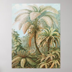 Poster Ferns, Filicinae Laubfarne, por Ernst Haeckel