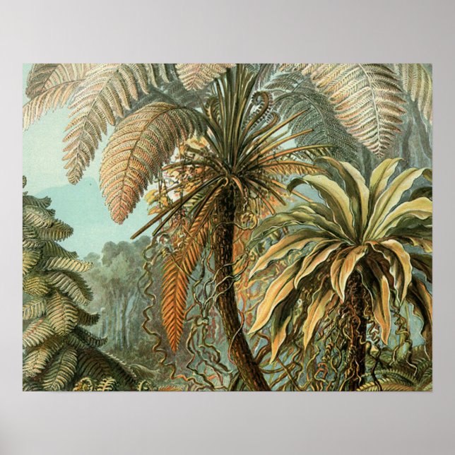 Póster Ferns Palm Tree Arte Botânica Antica (Frente)