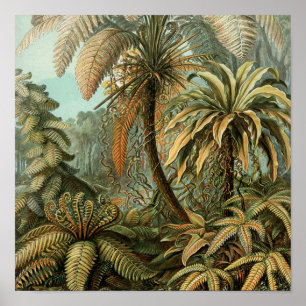 Poster Ferns Palm Tree Arte Botânica Antica