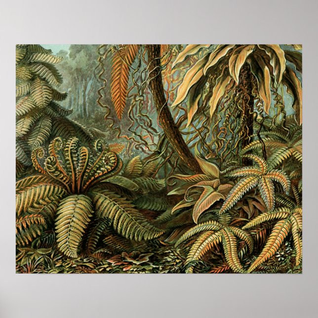 Póster Ferns Palm Tree Arte Botânica Antica (Frente)