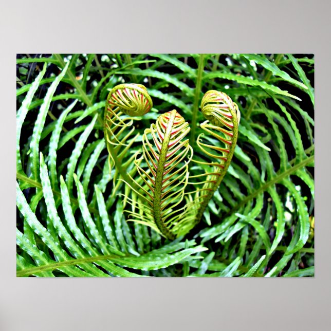 Poster Ferns Unfurling (Frente)