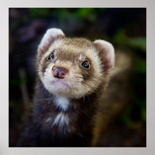Póster Ferret (Frente)