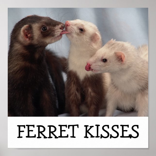 Poster Ferret Kisses (Frente)
