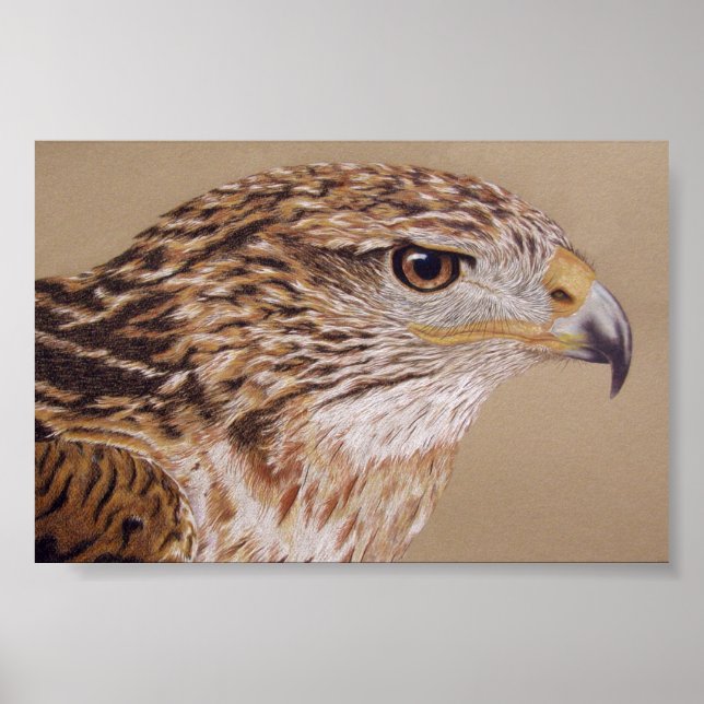 Póster Ferruginous Hawk (Frente)