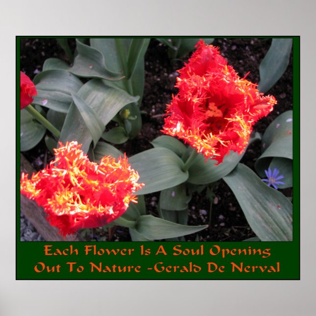 Póster Festival Skagit Valley Tulip (Frente)