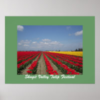 Festival Tulip, Festival Skagit Valley Tulip