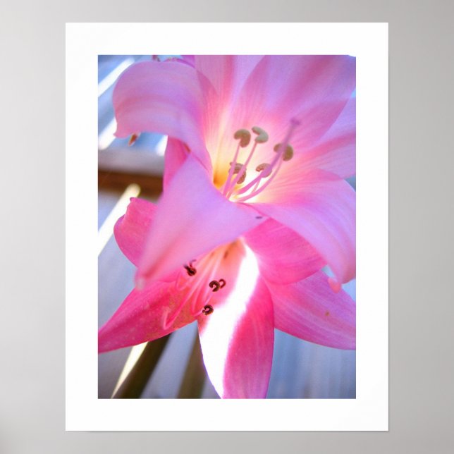 Póster Fevereiro Rosa (Frente)