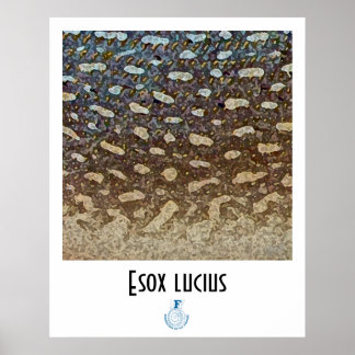 Poster FFF Pike norte