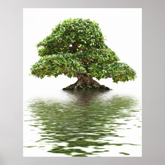 Poster Ficus bonsai (Frente)