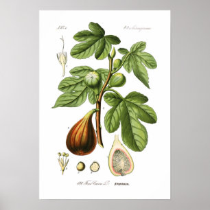 Poster Ficus Carica (figo)