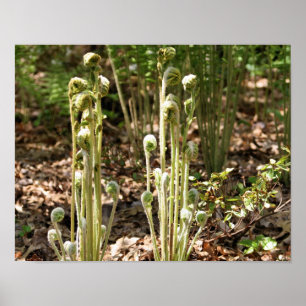 Póster Fiddlehead Ferns Na Natureza Da Primavera 3