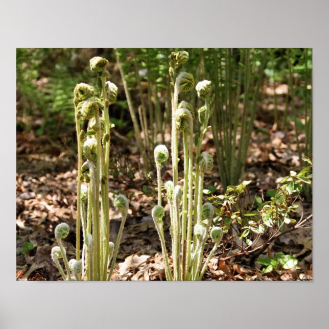 Póster Fiddlehead Ferns Na Natureza Da Primavera 3 (Frente)