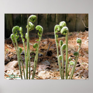 Poster Fiddlehead Ferns Primavera Natureza #4