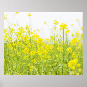 Póster Field Mustard 2