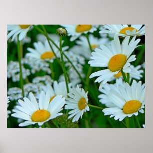 Póster Field of Daisies