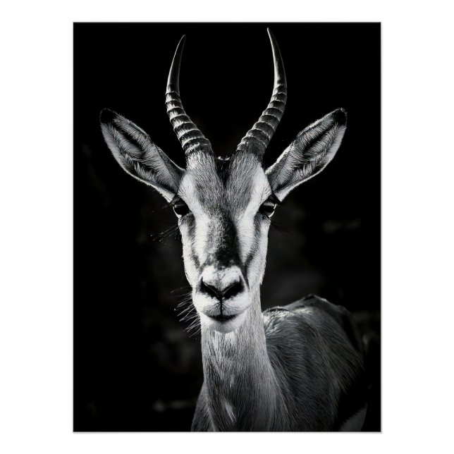 Póster Fierce Gazelle Portrait - High Contrast Black & Wh (Frente)