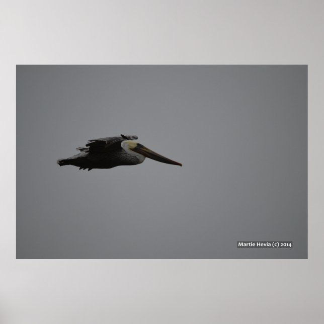 Poster Fierce Pelican III (Frente)