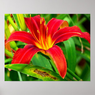 Póster Fiery Orange Day Lily Flower