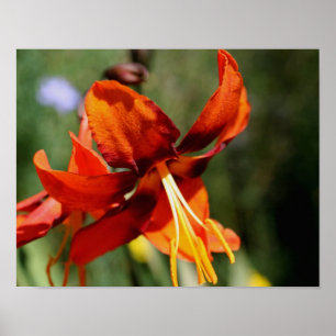 Póster Fiery Orange Lily Flower