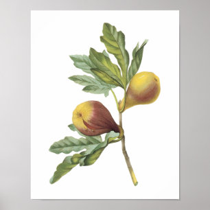 Póster fig(Ficus violacea) por Redouté