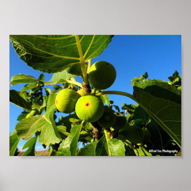 Poster Figos Brancos Céu Azul (Frente)