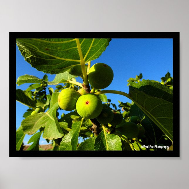 Poster Figos Brancos Céu Azul (Frente)