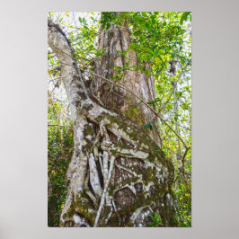 Poster Figueira Estranguladora, Big Cypress National Pres