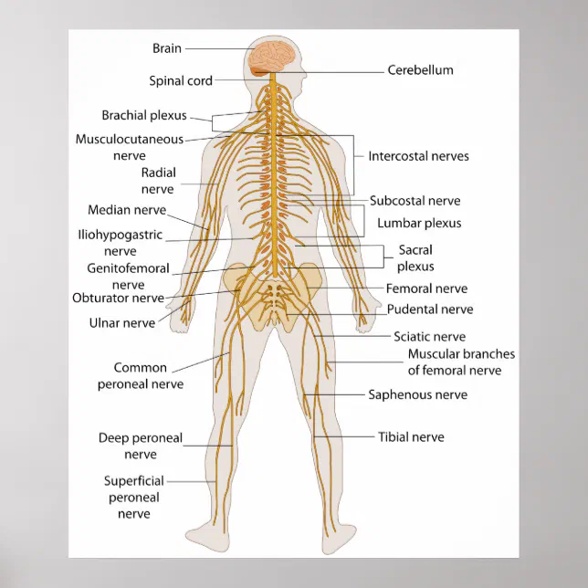 Poster sistema nervoso periferico