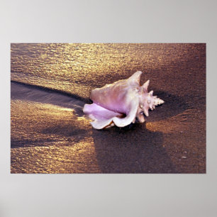 Poster Fiji Islands, there are still shells like this on