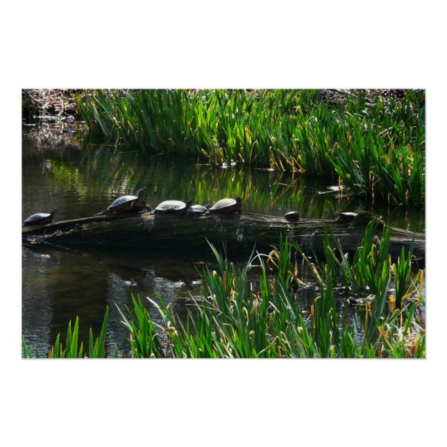 Póster Fila de Tartarugas Foto Verde da Natureza (Frente)