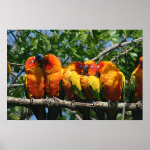 Poster Fileira dos papagaios pequenos bonitos que