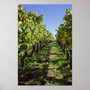 Poster Fileiras de Vinha em Mondavi - Napa Valley