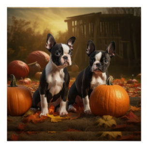 Póster Filhote de Boston Terrier Delícia de Outono Abóbor