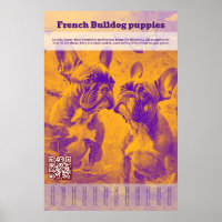 Filhote de Bulldog Francês à Venda Desmembrável