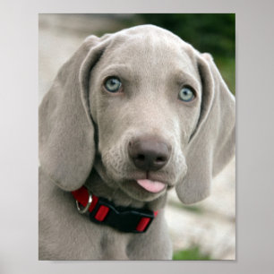 Póster Filhote de cachorro adorável do weimaraner