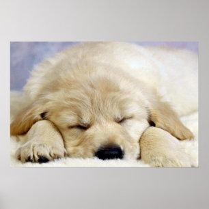 Póster Filhote de cachorro adormecido