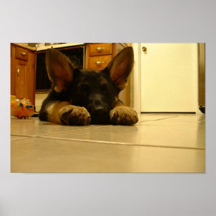 Poster Filhote de cachorro alemão sonolento