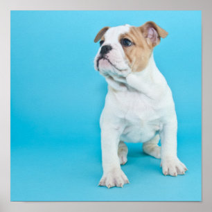 Poster Filhote de cachorro bonito do buldogue
