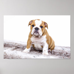 Poster Filhote de cachorro bonito do buldogue