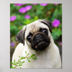 Póster Filhote de cachorro bonito do pug da jovem corça
