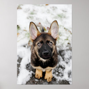 Póster Filhote de cachorro bonito que olha acima