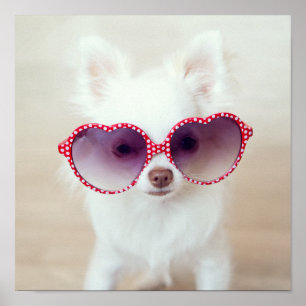 Póster Filhote de cachorro branco da chihuahua