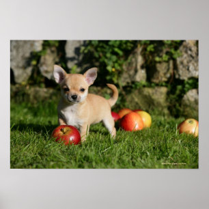 Poster Filhote de cachorro da chihuahua com maçãs