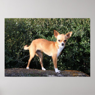 Poster Filhote de cachorro da chihuahua do Teacup